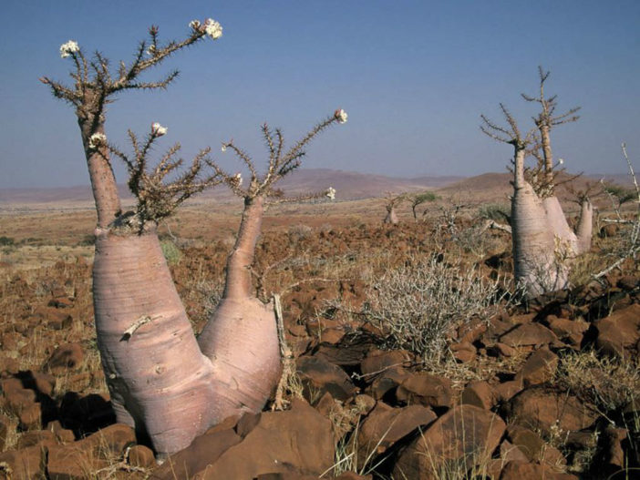  Namibian bottle tree