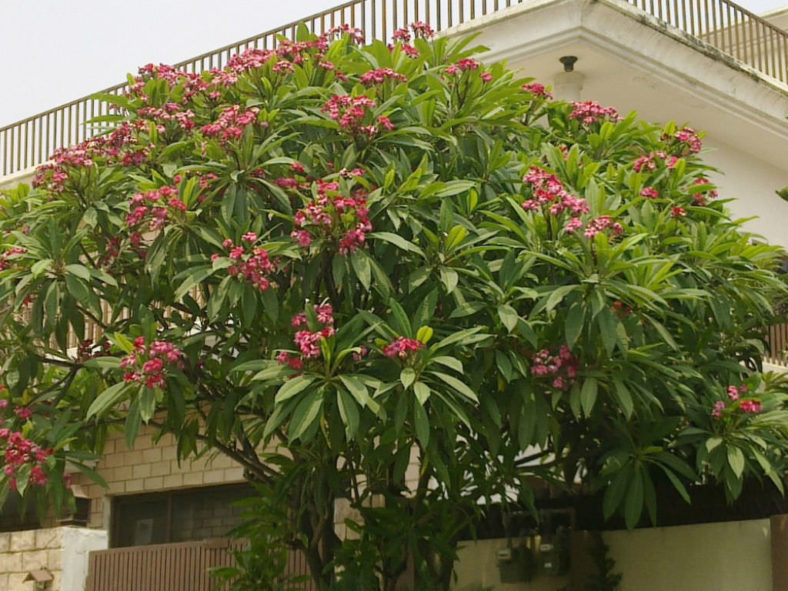 Plumeria rubra (Frangipani)