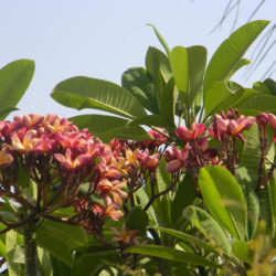 Plumeria rubra (Frangipani) - World of Succulents