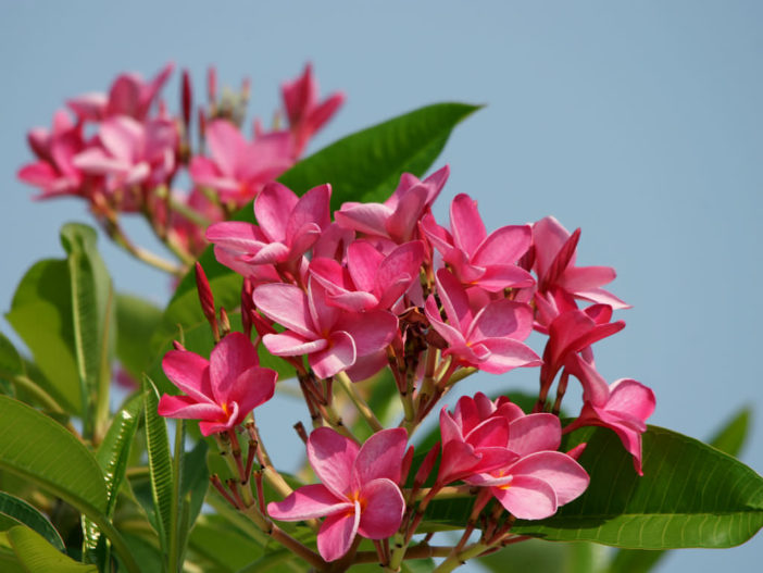 plumeria rubra