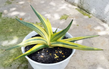 Sansevieria patens f. variegata Sansevieria patens f. variegata