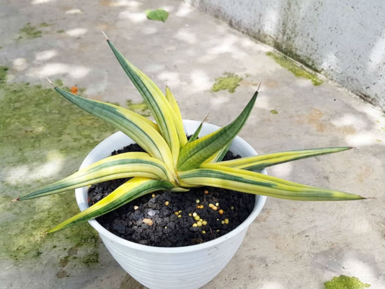 Sansevieria patens 'Variegata'