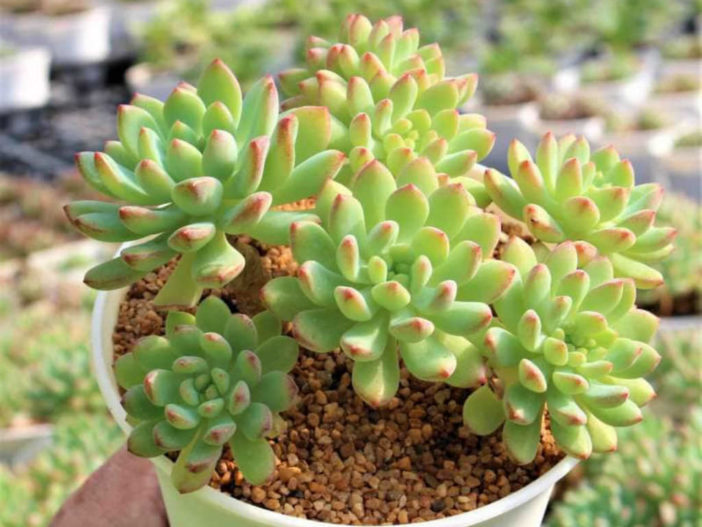 Sedeveria 'Blue Elf' (Happy Plant)