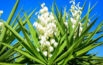 Yucca Plants Bloom