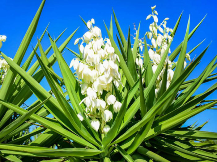 Yucca Plants Bloom