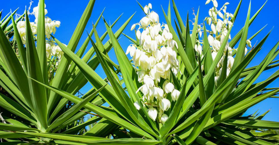 How Often Do Yucca Plants Bloom? World of Succulents