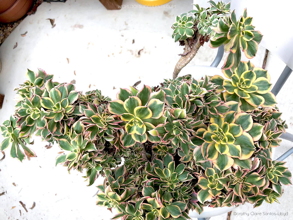 Aeonium 'Sunburst' (crested) - World of Succulents