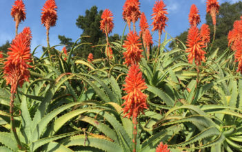 How Often Do Aloes Bloom? Aloes Bloom