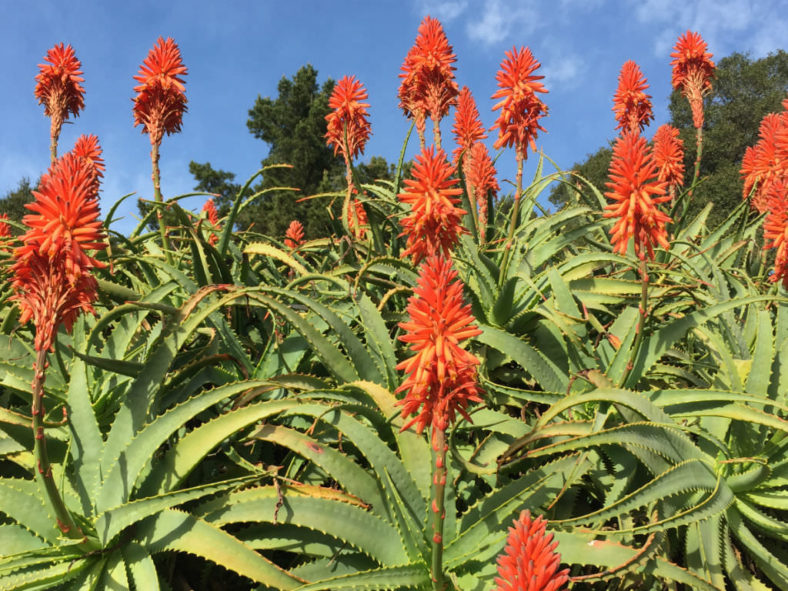 Aloes Bloom