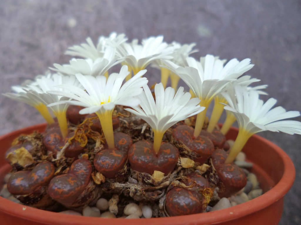 Conophytum pellucidum subsp. cupreatum - World of Succulents