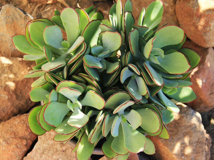 Succulent Plant Large Cotyledon Mint Truffles PPAF. Beautiful Shape and  Coloring Make This a Terrific Plant. 