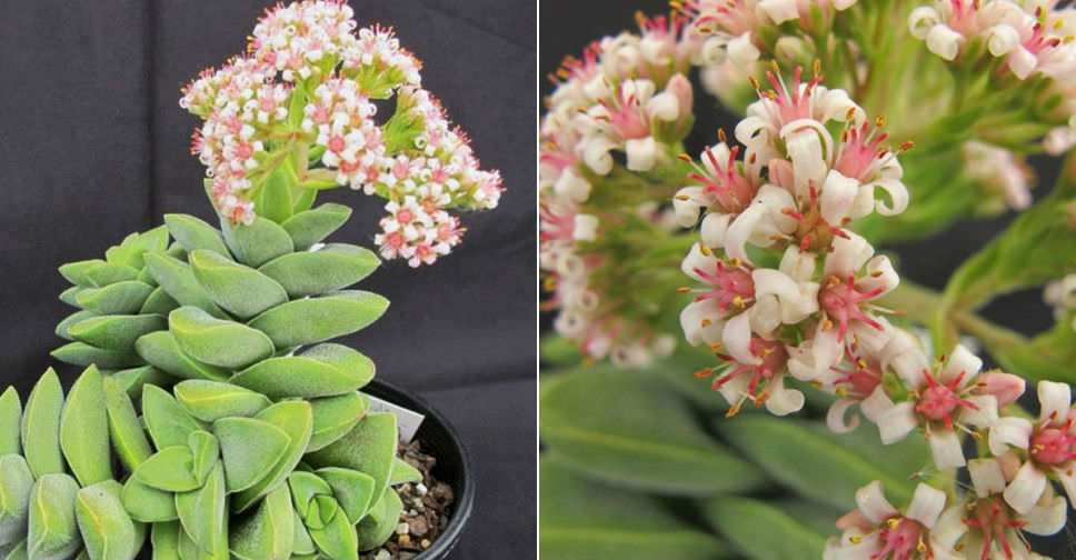 Crassula 'Silver Springtime' - World of Succulents