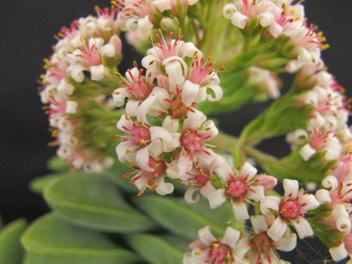 Crassula 'Silver Springtime' - World of Succulents