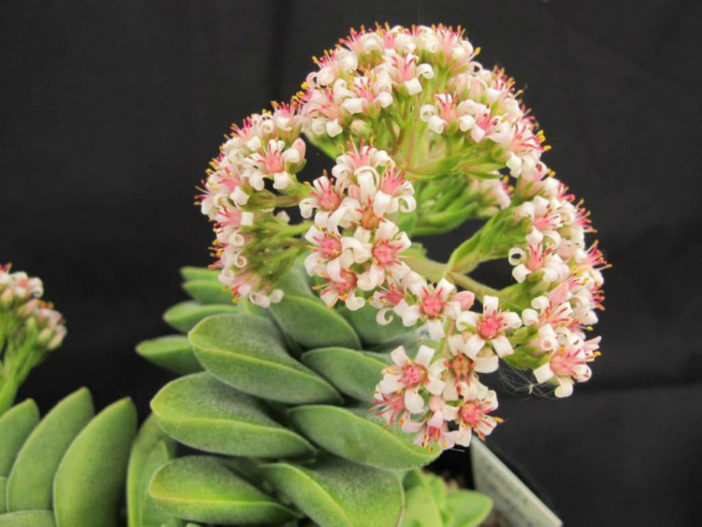 Crassula 'Silver Springtime' - World of Succulents