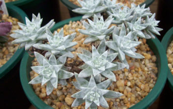 Dudleya gnoma (Munchkin Liveforever) Dudleya gnoma (Munchkin Liveforever)