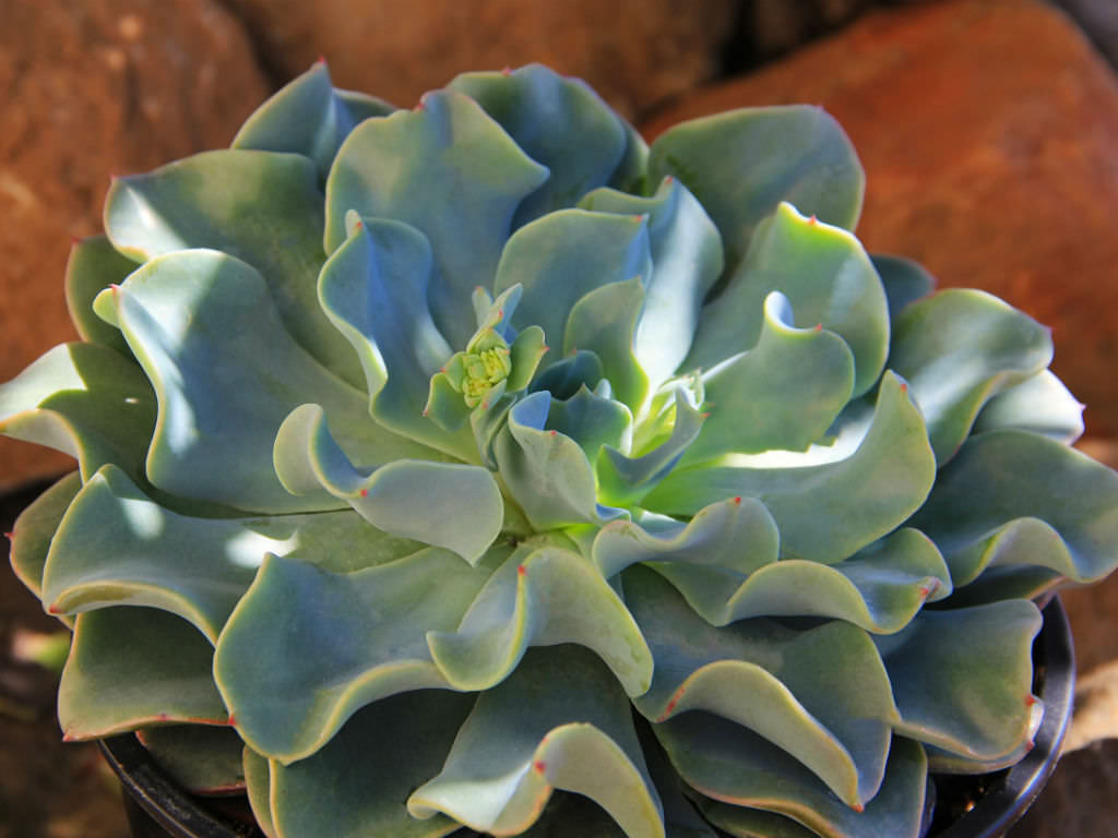 Echeveria ‘Galaxy Blue’ - World of Succulents