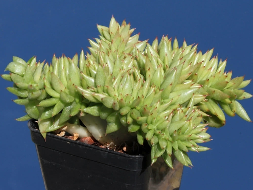 Echeveria agavoides 'Cristata' (Crested Molded Wax Agave)