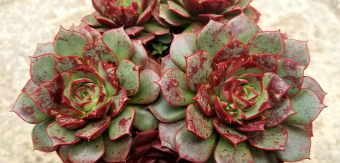 洋書 ECHEVERIA CULTIVARS 図鑑 洋書 ECHEVERIA CULTIVARS 図鑑
