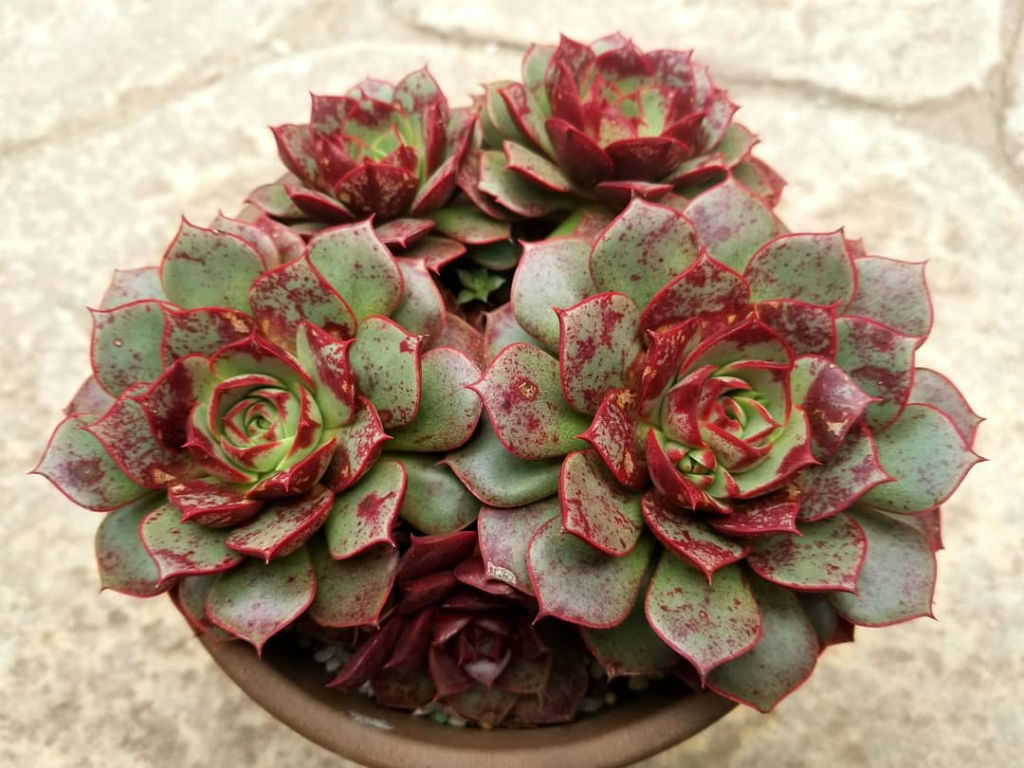 Echeveria longissima var. aztatlensis - World of Succulents