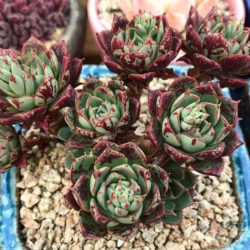 Echeveria longissima var. aztatlensis - World of Succulents