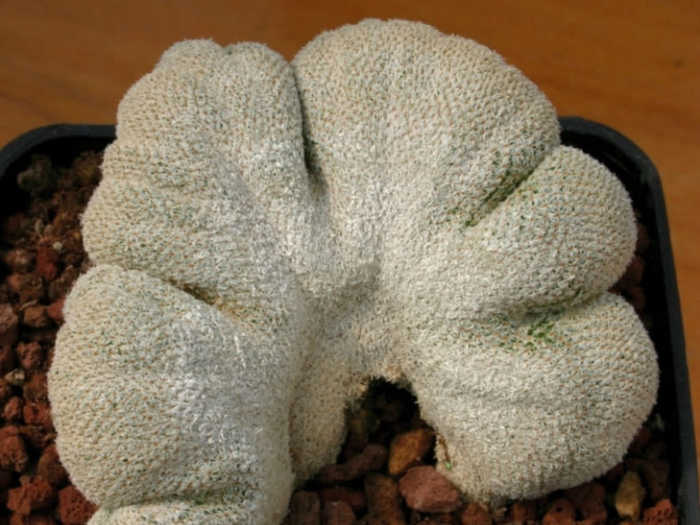 Epithelantha micromeris f. cristata (Crested Button Cactus)