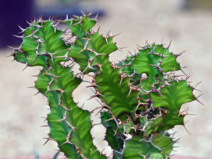 Euphorbia 'Zig Zag' - World of Succulents