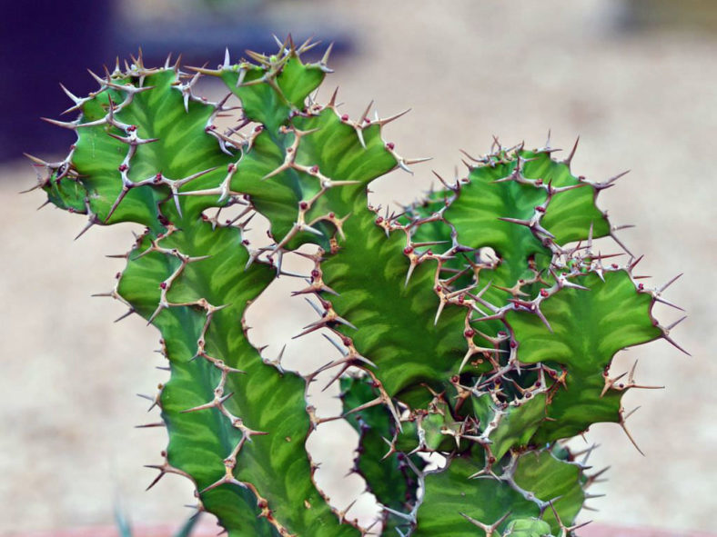 Euphorbia 'Zig Zag' aka Euphorbia pseudocactus 'Zig Zag'