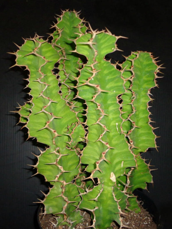 Euphorbia 'Zig Zag' aka Euphorbia pseudocactus 'Zig Zag'