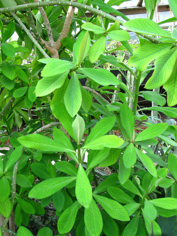 Euphorbia bicompacta (Green African Milk Bush)