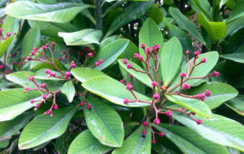 Euphorbia bicompacta (Green African Milk Bush) Euphorbia bicompacta (Green African Milk Bush)