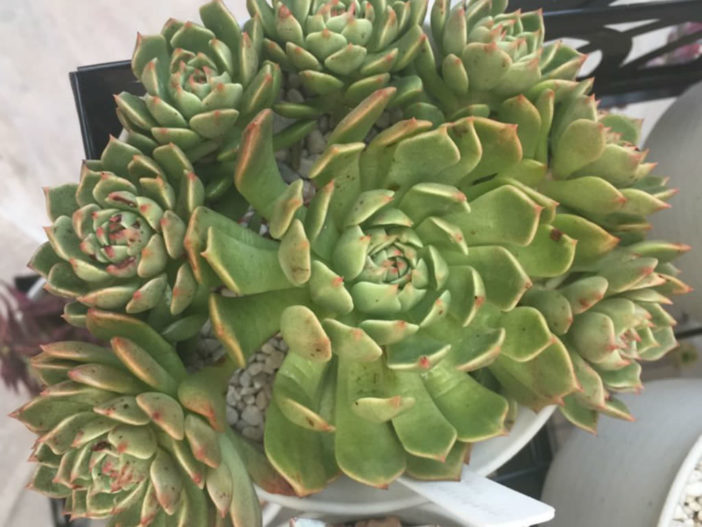 Graptoveria 'Olivia'