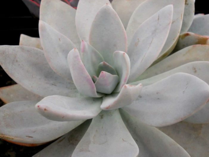 Graptoveria 'Platinum'
