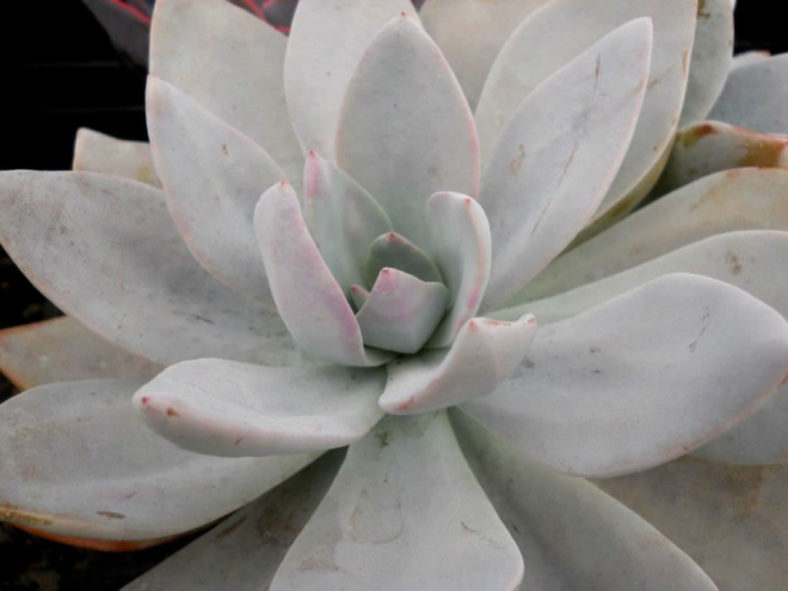 ×Graptoveria 'Platinum'