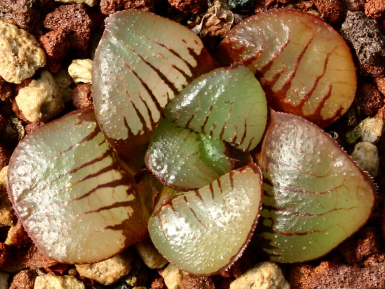 Haworthia springbokvlakensis