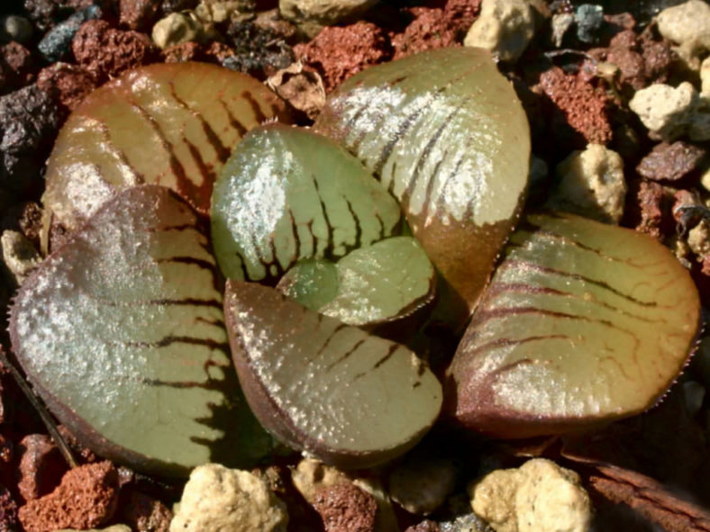 Haworthia springbokvlakensis
