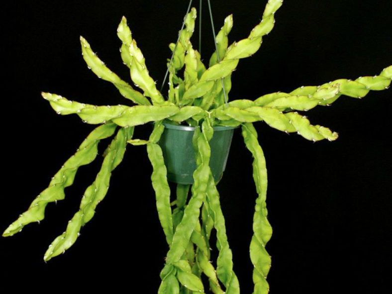 Lepismium cruciforme f. spiralis (Hurricane Cactus)