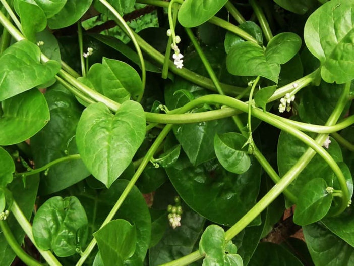 Malabar Spinach (Basella alba)