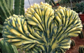 Myrtillocactus geometrizans f. cristata variegata Myrtillocactus geometrizans f. cristata variegata