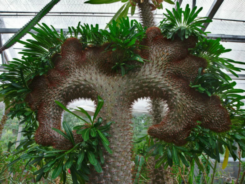 Pachypodium lamerei 'Cristatum' (Crested Madagascar Palm)