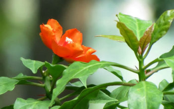 Pereskia bleo (Wax Rose) Pereskia bleo (Wax Rose)