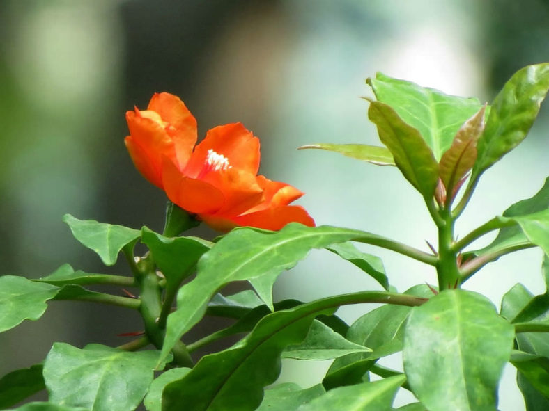 Leuenbergeria bleo (Wax Rose) aka Pereskia bleo