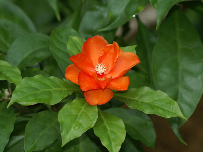 Leuenbergeria bleo (Wax Rose) aka Pereskia bleo