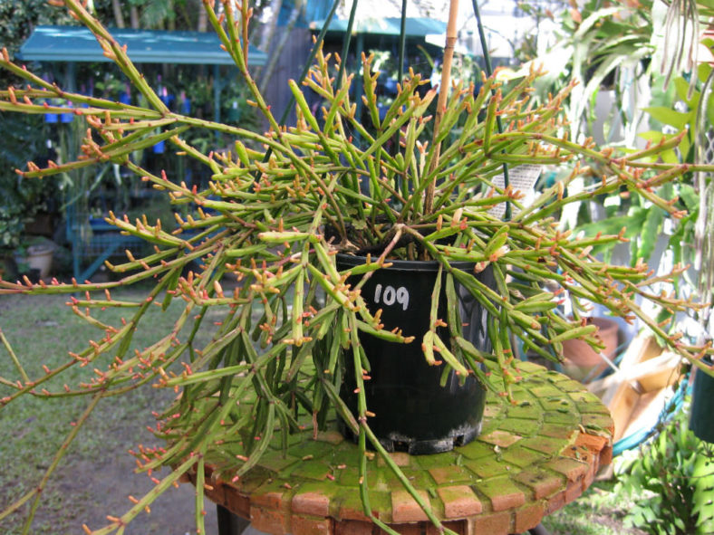 Rhipsalis ewaldiana (Mistletoe Cactus)