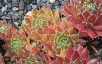 Sempervivum 'Corsair' Sempervivum 'Corsair'