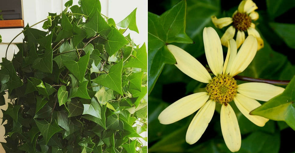 Senecio macroglossus (Wax Ivy) World of Succulents