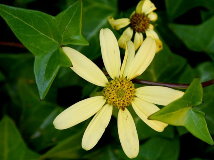 Senecio macroglossus (Wax Ivy)