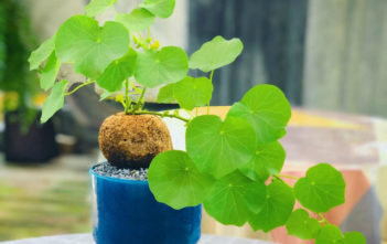 How to Grow and Care for Stephania Stephania venosa