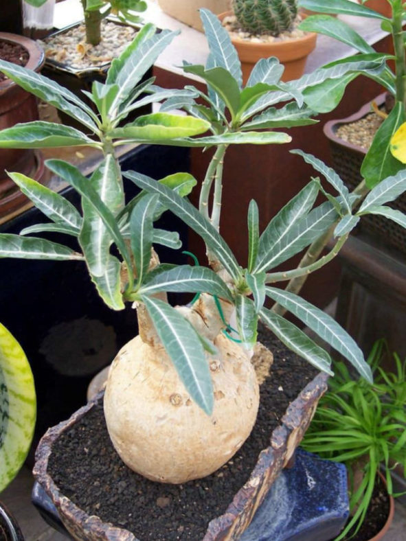 Adenium obesum subsp. somalense aka Adenium somalense