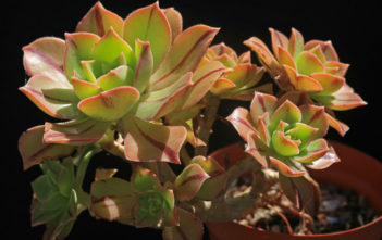 Aeonium leucoblepharum Aeonium leucoblepharum