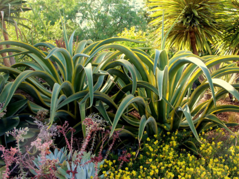 Agave vilmoriniana 'Stained Glass' (Variegated Octopus Agave)